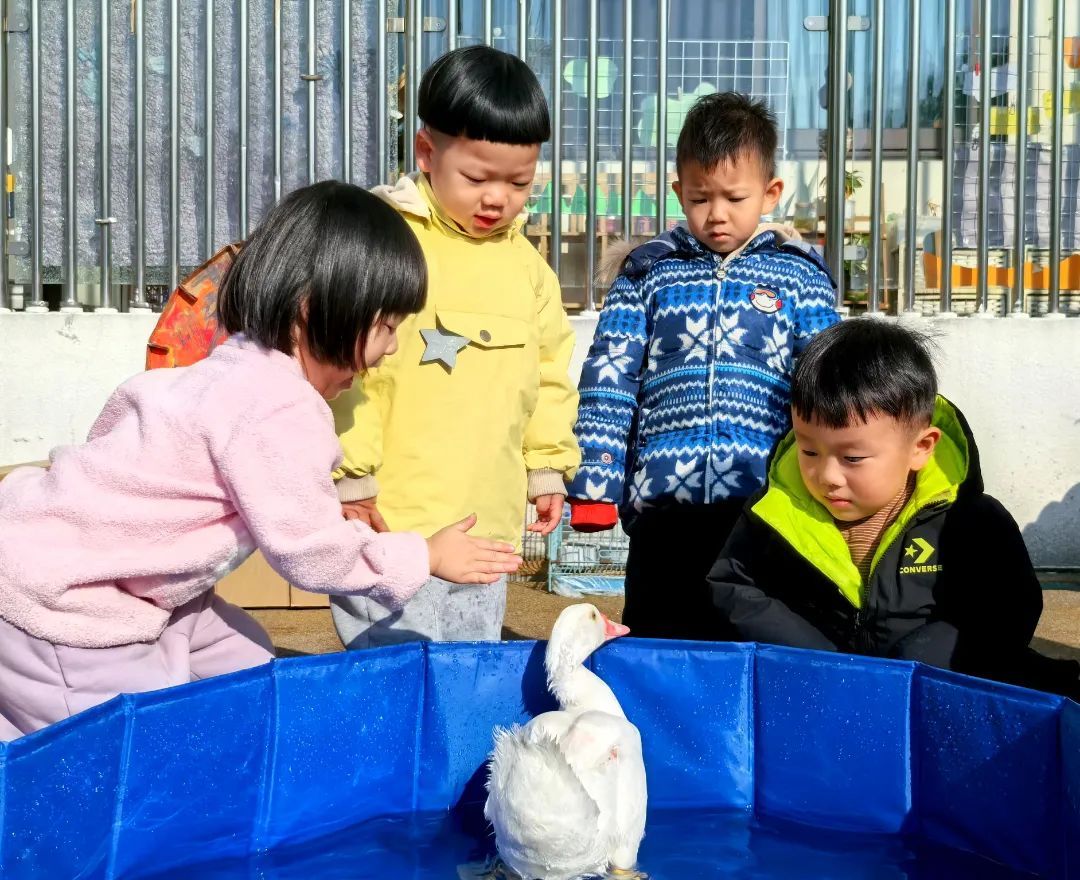 _鸭子和萌娃同上幼儿园？没错，这名“同学”叫“大花”！_鸭子和萌娃同上幼儿园？没错，这名“同学”叫“大花”！